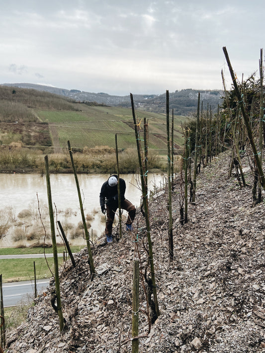 Arbeit im Weinberg - Weingut Baldes