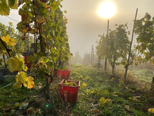 Was bedeutet für Sie "Wein"? - Weingut Baldes