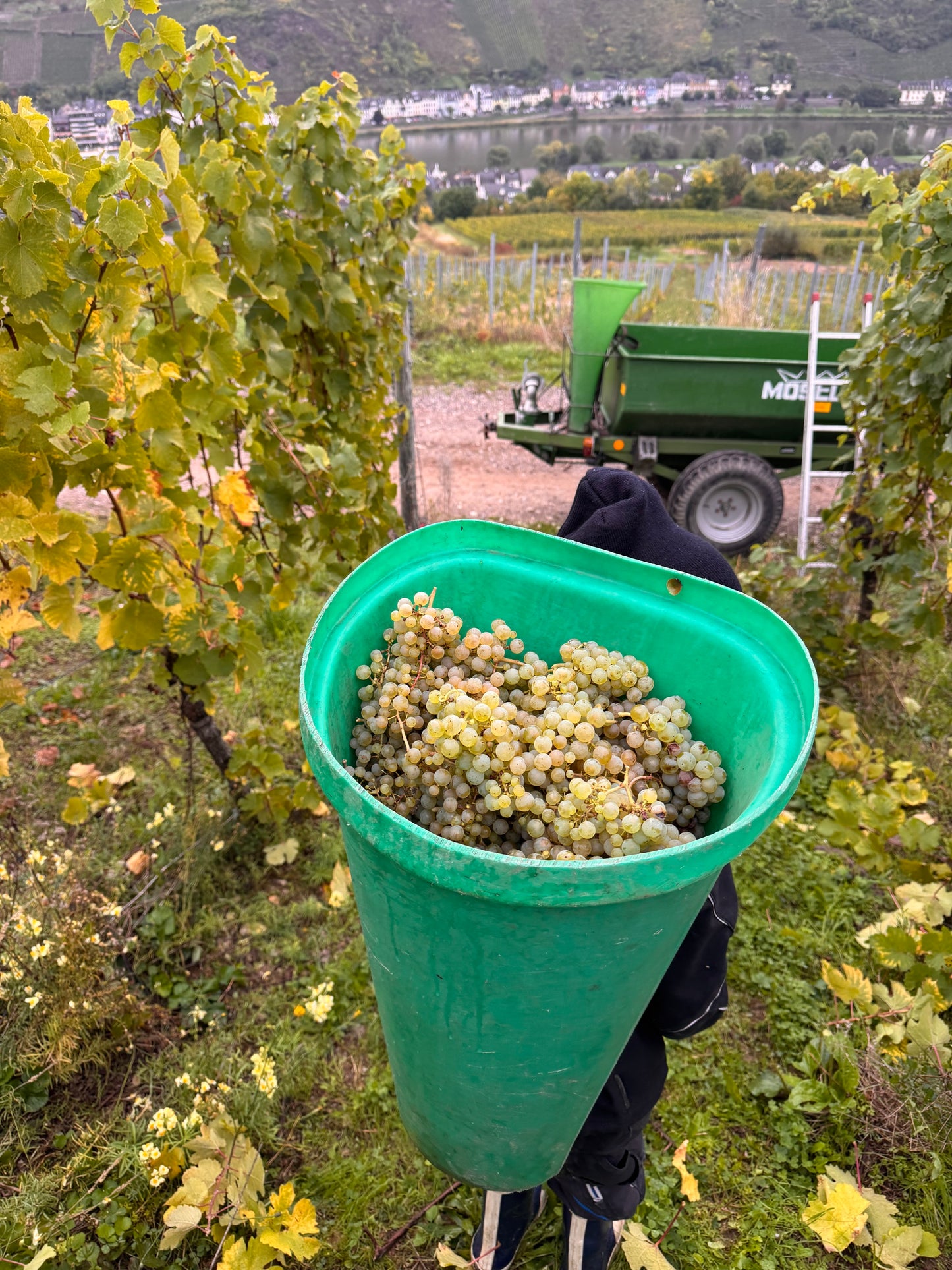 Goldene Herbstmomente- 6er Weinpaket