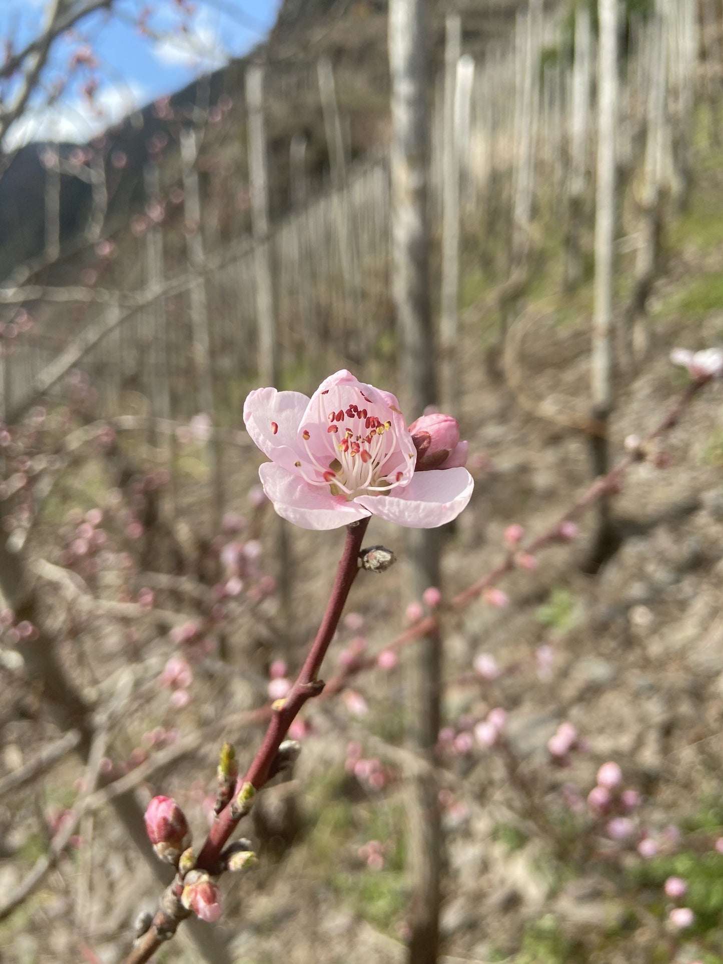 Frühlingspaket (12 Flaschen) - Weingut Baldes