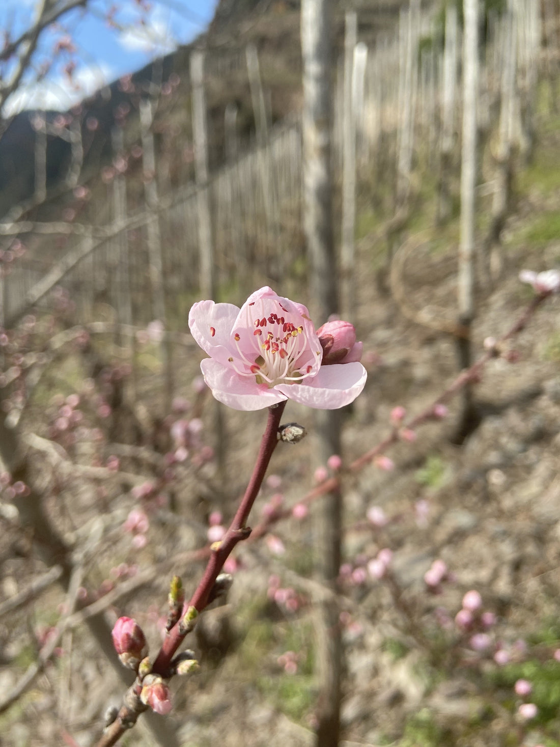 Frühlingserwachen an der Mosel