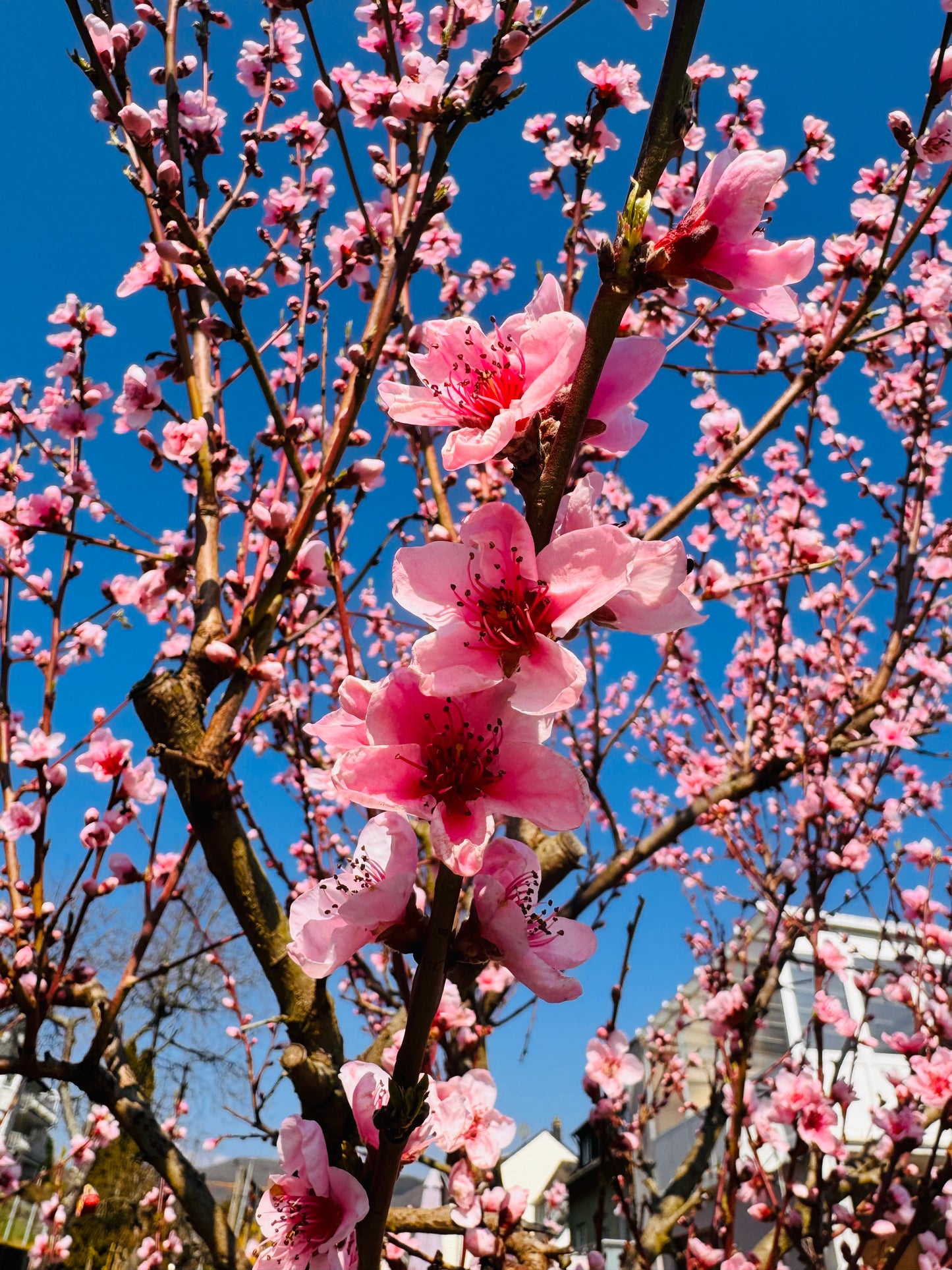 ANGEBOT „Frühlingsgruß von der Mosel“ – 6 Flaschen